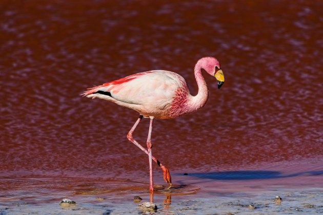 De flamingo's van laguna Colorada