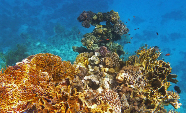 Verschillende soorten koralen in de Rode zee