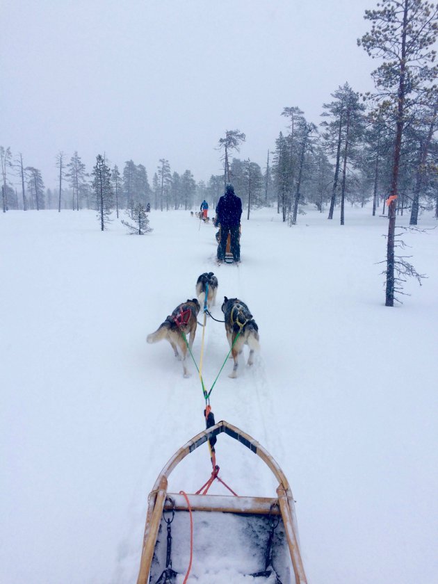 Met sledehonden door het Zweedse winterwonderland