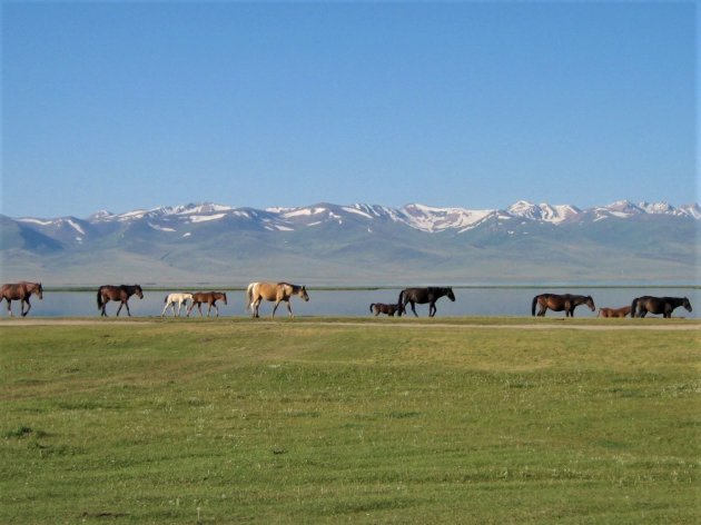 Paarden bij Issyk-Kul