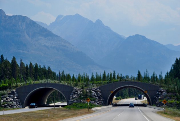 Wildviaduct in Banff National Park