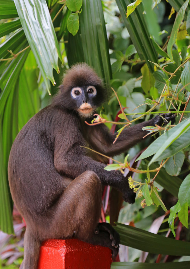 Dusky Leaf Monkey c.q. brillangoer