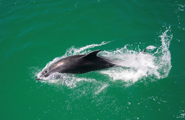 Dolfijnen in de Bay of Islands