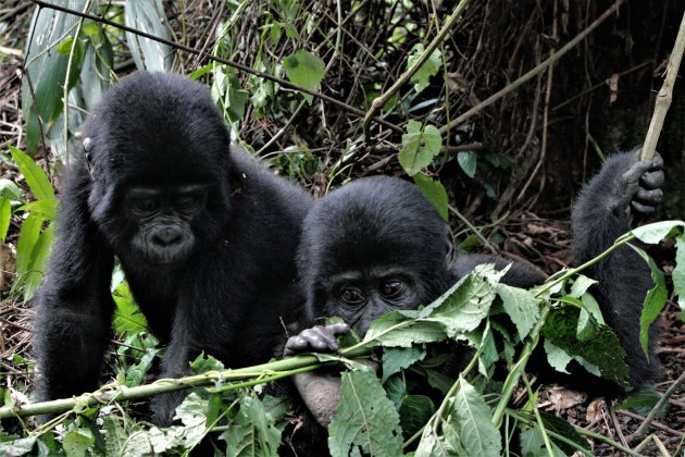 in Bwindi Forest gorilla's spotten