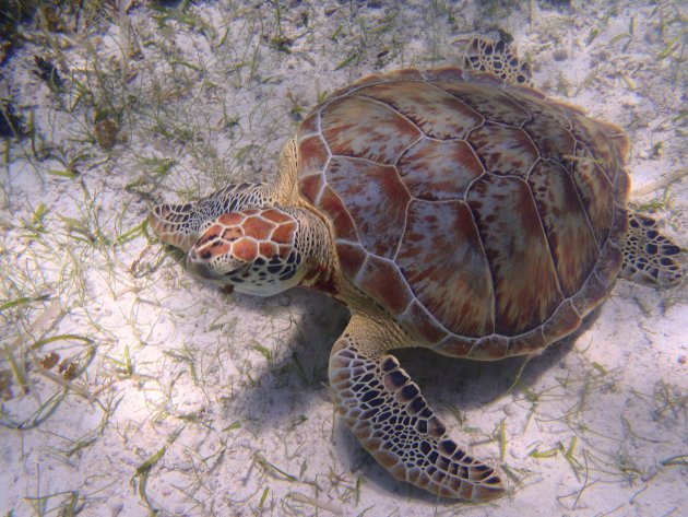 Sea turtle submerged