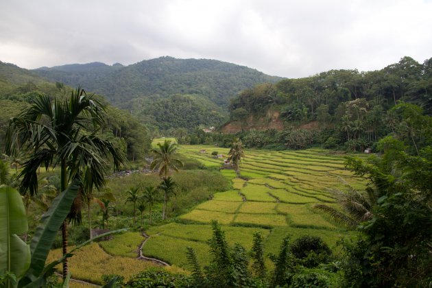 Waar oerwoud en rijstvelden elkaar ontmoeten