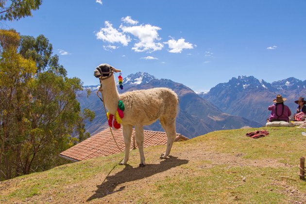 Lama in de Andes