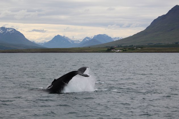 Walvis in Husavik, IJsland
