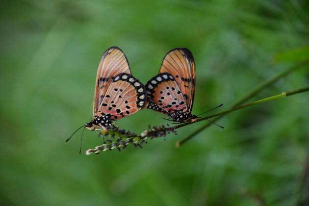 Parende vlinders